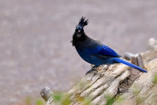 Steller_Jay_Blue_Glacier_National_Park_Montana_USA_bird_nature_Birds_Photography_001_Canon_EOS_R5_Mark_II.JPG