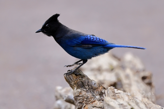 Steller_Jay_Blue_Glacier_National_Park_Montana_USA_bird_nature_Birds_Photography_002_Canon_EOS_R5_Mark_II.JPG
