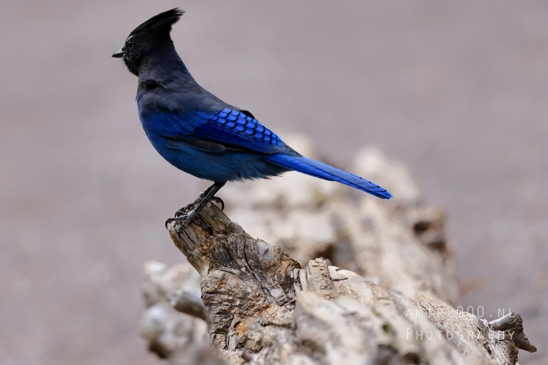 Steller_Jay_Blue_Glacier_National_Park_Montana_USA_bird_nature_Birds_Photography_003_Canon_EOS_R5_Mark_II.JPG