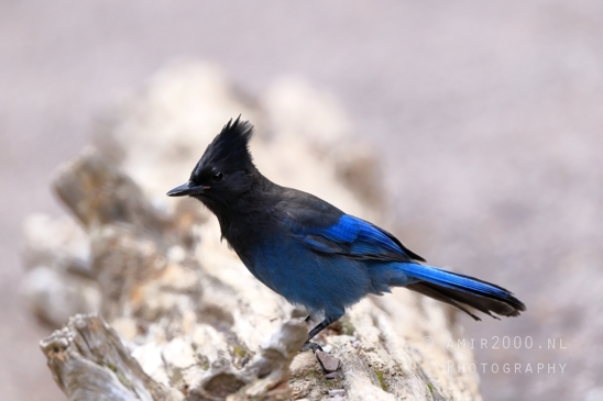 Steller_Jay_Blue_Glacier_National_Park_Montana_USA_bird_nature_Birds_Photography_004_Canon_EOS_R5_Mark_II.JPG