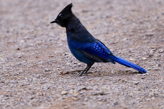 Steller_Jay_Blue_Glacier_National_Park_Montana_USA_bird_nature_Birds_Photography_005_Canon_EOS_R5_Mark_II.JPG