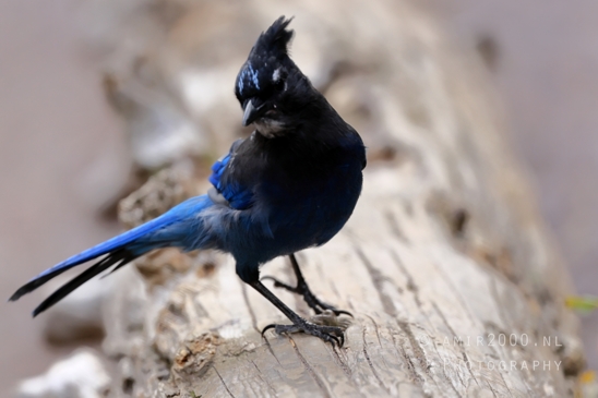 Steller_Jay_Blue_Glacier_National_Park_Montana_USA_bird_nature_Birds_Photography_006_Canon_EOS_R5_Mark_II.JPG