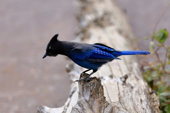 Steller_Jay_Blue_Glacier_National_Park_Montana_USA_bird_nature_Birds_Photography_007_Canon_EOS_R5_Mark_II.JPG