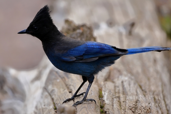 Steller_Jay_Blue_Glacier_National_Park_Montana_USA_bird_nature_Birds_Photography_008_Canon_EOS_R5_Mark_II.JPG