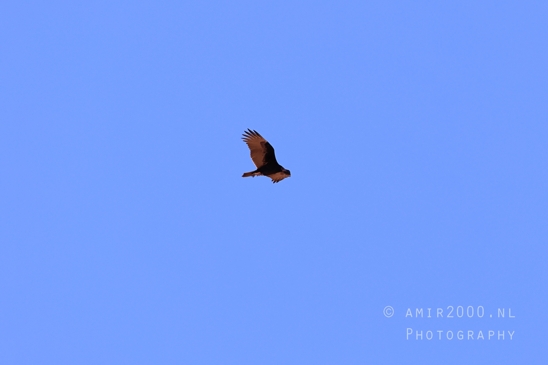 California_Condor_at_Horseshoe_Bend_Page_Arizona_USA_nature_bird_Birds_Photography_001_Canon_EOS_R5_Mark_II.JPG