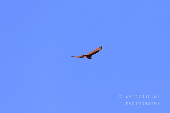 California_Condor_at_Horseshoe_Bend_Page_Arizona_USA_nature_bird_Birds_Photography_002_Canon_EOS_R5_Mark_II.JPG