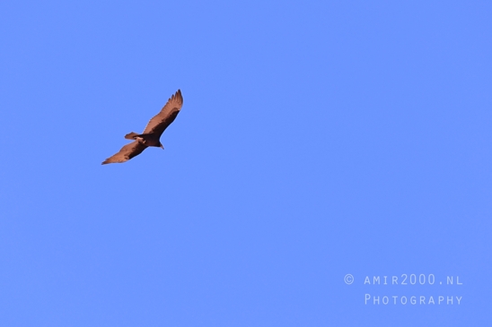California_Condor_at_Horseshoe_Bend_Page_Arizona_USA_nature_bird_Birds_Photography_003_Canon_EOS_R5_Mark_II.JPG