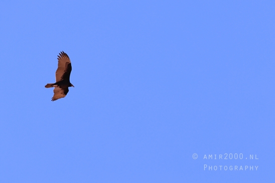 California_Condor_at_Horseshoe_Bend_Page_Arizona_USA_nature_bird_Birds_Photography_004_Canon_EOS_R5_Mark_II.JPG