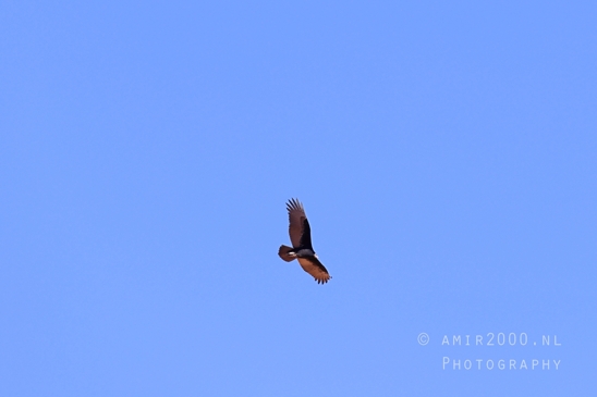 California_Condor_at_Horseshoe_Bend_Page_Arizona_USA_nature_bird_Birds_Photography_005_Canon_EOS_R5_Mark_II.JPG
