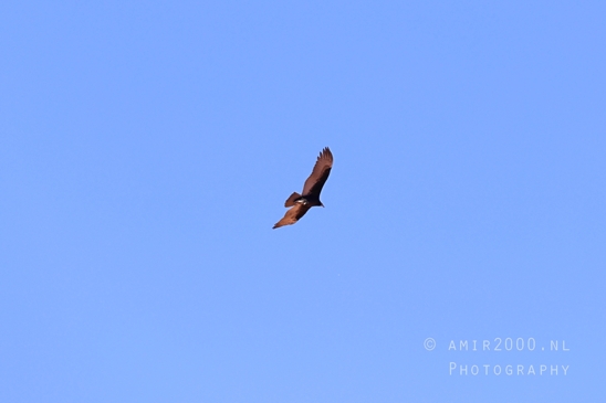 California_Condor_at_Horseshoe_Bend_Page_Arizona_USA_nature_bird_Birds_Photography_006_Canon_EOS_R5_Mark_II.JPG