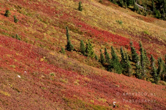 Mount_Rainier_National_Park_Washington_USA_landscape_nature_Photography_172_Canon_EOS_R5_Mark_II.JPG