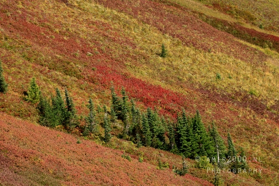 Mount_Rainier_National_Park_Washington_USA_landscape_nature_Photography_176_Canon_EOS_R5_Mark_II.JPG