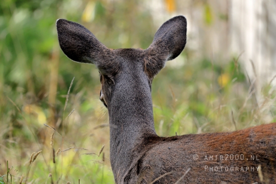 Deer_Washington_state_USA_animal_nature_Western_Photography_001_Canon_EOS_R5_Mark_II.JPG