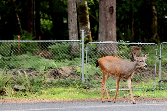 Deer_Washington_state_USA_animal_nature_Western_Photography_003_Canon_EOS_R5_Mark_II.JPG