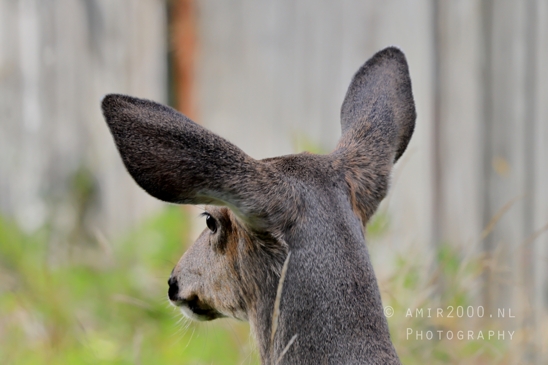 Deer_Washington_state_USA_animal_nature_Western_Photography_006_Canon_EOS_R5_Mark_II.JPG