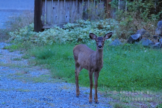 Deer_Washington_state_USA_animal_nature_Western_Photography_011_Canon_EOS_R5_Mark_II.JPG
