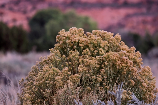 SLC_Utah_to_Page_Arizona_Navajo_Reservation_USA_Road_Trip_Landscape_Western_Nature_Photography_227_Canon_EOS_R5_Mark_II.JPG