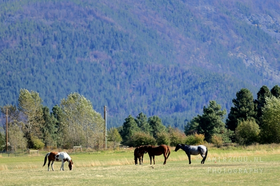 Washington_Idaho_Montana_Wyoming_USA_Road_Trip_Landscape_Western_Nature_Photography_073_Canon_EOS_R5_Mark_II.JPG