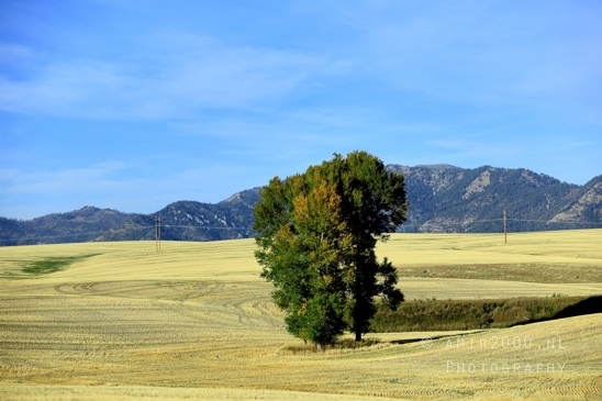 Washington_Idaho_Montana_Wyoming_USA_Road_Trip_Landscape_Western_Nature_Photography_199_Canon_EOS_R5_Mark_II.JPG