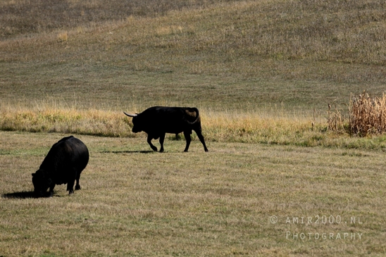 Grand_Teton_National_Park_Wyoming_USA_landscape_nature_Yellowstone_And_Photography_048_Canon_EOS_R5_Mark_II.JPG