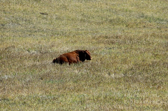 Grand_Teton_National_Park_Wyoming_USA_landscape_nature_Yellowstone_And_Photography_049_Canon_EOS_R5_Mark_II.JPG