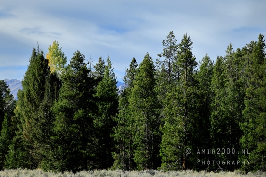 Jackson_Lake_Overlook_Grand_Teton_Park_and_Yellowstone_National_Wyoming_USA_landscape_nature_Photography_145_Canon_EOS_R5_Mark_II.JPG