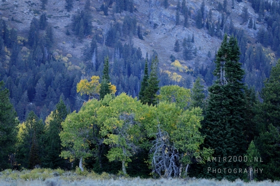 Jackson_Lake_Overlook_Grand_Teton_Park_and_Yellowstone_National_Wyoming_USA_landscape_nature_Photography_229_Canon_EOS_R5_Mark_II.JPG