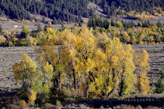 Jackson_Lake_Overlook_Grand_Teton_Park_and_Yellowstone_National_Wyoming_USA_landscape_nature_Photography_255_Canon_EOS_R5_Mark_II.JPG