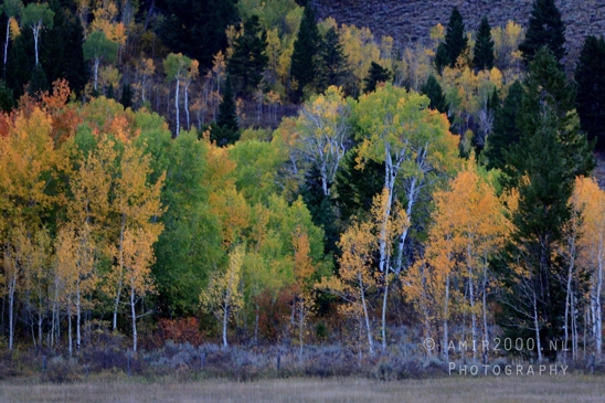 Jackson_Lake_Overlook_Grand_Teton_Park_and_Yellowstone_National_Wyoming_USA_landscape_nature_Photography_304_Canon_EOS_R5_Mark_II.JPG