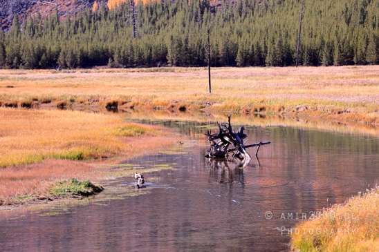 Yellowstone_National_Park_Wyoming_USA_landscape_nature_And_Grand_Teton_Photography_010_Canon_EOS_R5_Mark_II.JPG