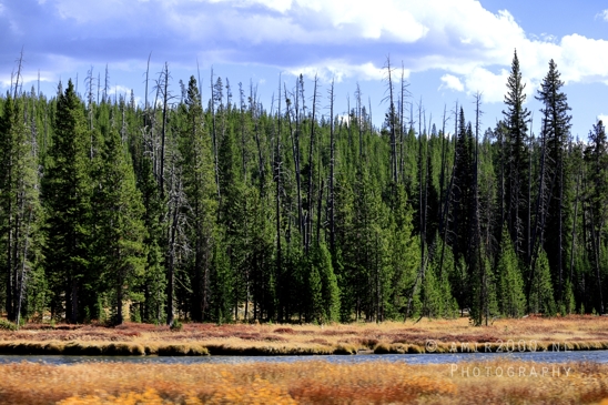Yellowstone_National_Park_Wyoming_USA_landscape_nature_And_Grand_Teton_Photography_033_Canon_EOS_R5_Mark_II.JPG