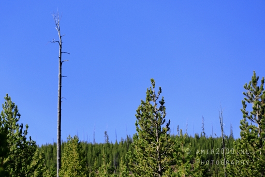 Yellowstone_National_Park_Wyoming_USA_landscape_nature_And_Grand_Teton_Photography_044_Canon_EOS_R5_Mark_II.JPG