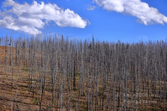 Yellowstone_National_Park_Wyoming_USA_landscape_nature_And_Grand_Teton_Photography_055_Canon_EOS_R5_Mark_II.JPG