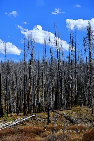 Yellowstone_National_Park_Wyoming_USA_landscape_nature_And_Grand_Teton_Photography_059_Canon_EOS_R5_Mark_II.JPG
