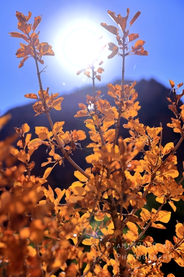 Zion_National_Park_Canyon_Utah_USA_landscape_nature_Photography_034_Canon_EOS_R5_Mark_II.JPG