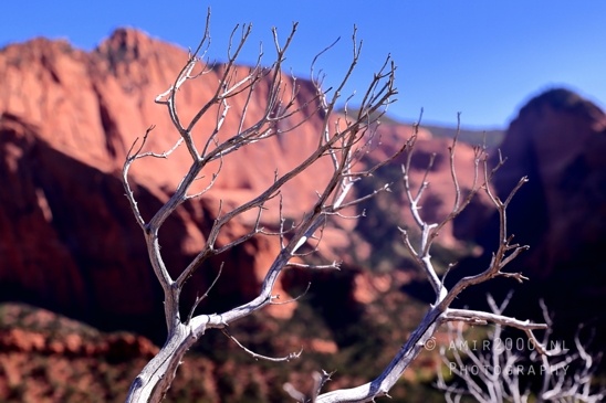Zion_National_Park_Canyon_Utah_USA_landscape_nature_Photography_048_Canon_EOS_R5_Mark_II.JPG
