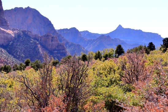 Zion_National_Park_Canyon_Utah_USA_landscape_nature_Photography_062_Canon_EOS_R5_Mark_II.JPG