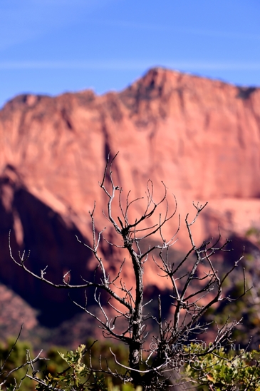 Zion_National_Park_Canyon_Utah_USA_landscape_nature_Photography_064_Canon_EOS_R5_Mark_II.JPG