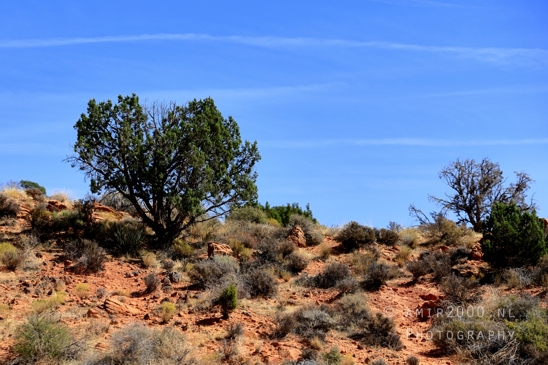 Zion_National_Park_Canyon_Utah_USA_landscape_nature_Photography_115_Canon_EOS_R5_Mark_II.JPG