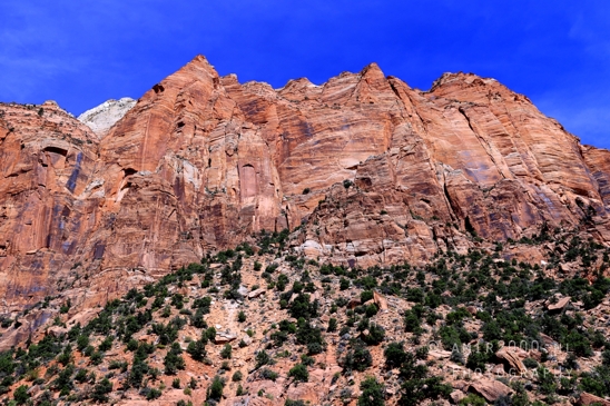 Zion_National_Park_Canyon_Utah_USA_landscape_nature_Photography_175_Canon_EOS_R5_Mark_II.JPG