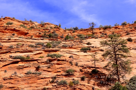 Zion_National_Park_Canyon_Utah_USA_landscape_nature_Photography_199_Canon_EOS_R5_Mark_II.JPG