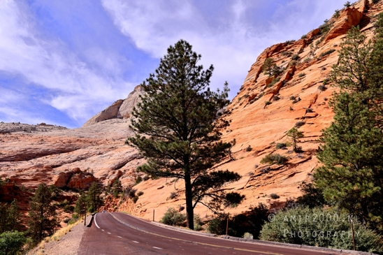 Zion_National_Park_Canyon_Utah_USA_landscape_nature_Photography_209_Canon_EOS_R5_Mark_II.JPG