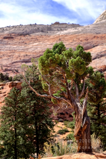 Zion_National_Park_Canyon_Utah_USA_landscape_nature_Photography_212_Canon_EOS_R5_Mark_II.JPG