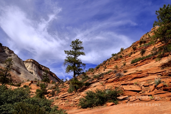 Zion_National_Park_Canyon_Utah_USA_landscape_nature_Photography_218_Canon_EOS_R5_Mark_II.JPG