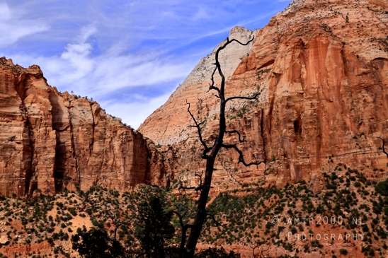 Zion_National_Park_Canyon_Utah_USA_landscape_nature_Photography_234_Canon_EOS_R5_Mark_II.JPG