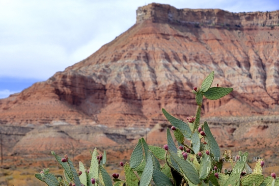 Zion_National_Park_Canyon_Utah_USA_landscape_nature_Photography_272_Canon_EOS_R5_Mark_II.JPG