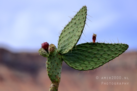 Zion_National_Park_Canyon_Utah_USA_landscape_nature_Photography_273_Canon_EOS_R5_Mark_II.JPG