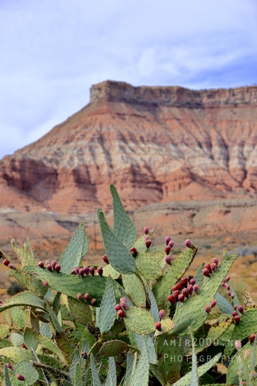 Zion_National_Park_Canyon_Utah_USA_landscape_nature_Photography_274_Canon_EOS_R5_Mark_II.JPG