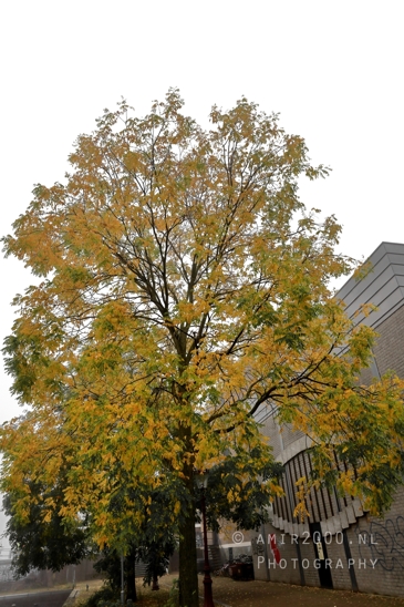 Hoogte_Kadijk_foggy_tree_Amsterdam_fall_Urban_Street_Cityscape_Netherlands_Photography_001_Canon_EOS_R5_Mark_II.JPG