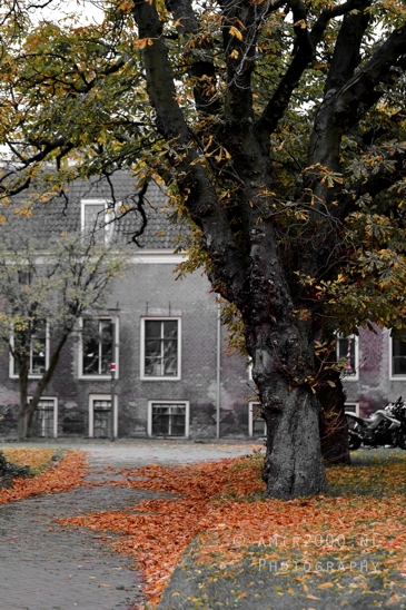 Marineterrein_Autumn_trees_building_backdrop_Amsterdam_fall_Urban_Street_Cityscape_Netherlands_Photography_001_Canon_EOS_R5_Mark_II.JPG